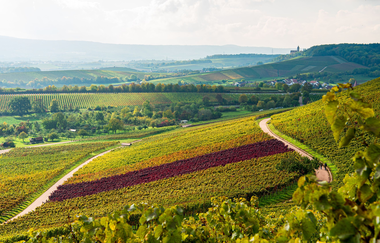 Ausblick vom Natur- und Weinlehrpfad im Zweifelberg | Brackenheim | HeilbronnerLand | © Touristikgemeinschaft HeilbronnerLand e.V.