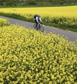 Radfahrer auf Radweg links und rechts umgeben von gelben Rapsfeldern | © Tourismusverband "Liebliches Taubertal" e.V.