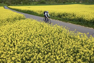 Radfahrer auf Radweg links und rechts umgeben von gelben Rapsfeldern | © Tourismusverband "Liebliches Taubertal" e.V.