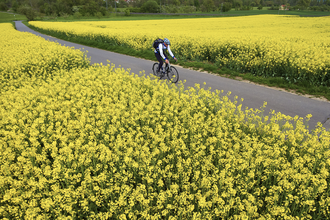 Radfahrer auf Radweg links und rechts umgeben von gelben Rapsfeldern | © Tourismusverband "Liebliches Taubertal" e.V.