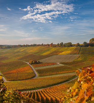 Blick auf die Weinberge | Brackenheim | HeilbronnerLand | © Neckar-Zaber-Tourismus