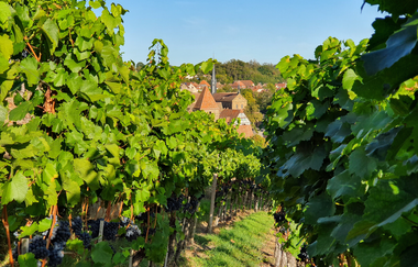 Weinreben im Closterweinberg Maulbronn im Hintergrund das Kloster | © Stadt Maulbronn