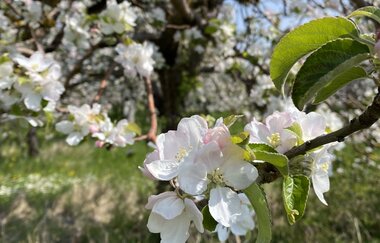 Vergnügt genügsam - achtsamer Naturspaziergang - speziell für Frauen | Waldbaden in der Neckar-Zaber-Region mit Helga Naujoks | © Neckar-Zaber-Tourismus e.V.