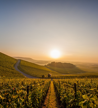 Herbst in den Brackenheimer Weinbergen | © Kraichgau-Stromberg Tourismus e.V.