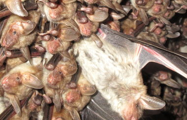 Vortrag „Fledermäuse finden Freunde - Verbreitung der Fledermäuse im Naturpark“ mit Klaus Timmerberg