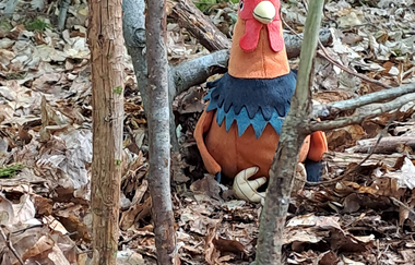 Huhn im Wald