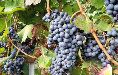 Wein - Sensorik - Kulinarik