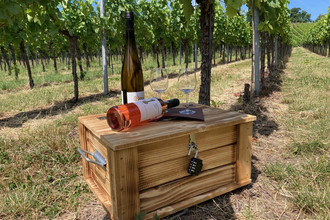 Schatzkiste mit Schloss, darauf zwei Weinfalschen und zwei Weingläser in den Weinreben | © Nicole Betz