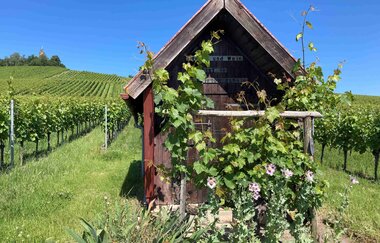 Wein-Schatzsuche am Heuchelberg