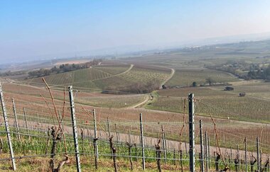 Wein-Schatzsuche am Heuchelberg
