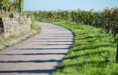 Brackenheimer (W)Einblicke | WeinErlebnisFührung mit Regine Sommerfeld im Weinsüden Weinort Brackenheim | © Neckar-Zaber-Tourismus e.V.