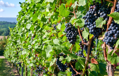 Weinberge im Zabergäu | Weinerlebnisführung | rote Trauben | © Neckar-Zaber-Tourismus e.V.