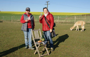 Weinwandern mit Alpakas und Katrin Held | © Katrin Held