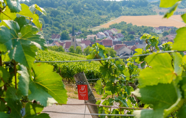 Weinwanderung in Beckstein mit Sommelierlyriker Harald Wiesmann | © Liebliches Taubertal