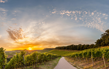 Weinberge Weinsüden Weinort Brackenheim | © Kraichgau-Stromberg Tourismus e.V.