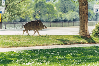 Eberbach / Odenwald | © Touristikgemeinschaft Odenwald e.V.