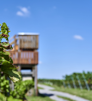 Aussichtskanzel in den Weinbergen | Kürnbach | © Kraichgau-Stromberg Tourismus e.V.