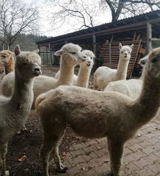 Erkunden Sie mit den süßen Alpakas die Natur bei Heiligkreuzsteinach | © Alpaka Farm Heiligkreuzsteinach