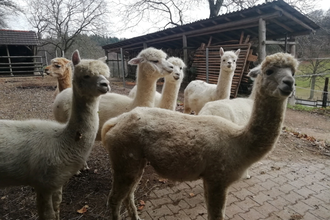 Erkunden Sie mit den süßen Alpakas die Natur bei Heiligkreuzsteinach | © Alpaka Farm Heiligkreuzsteinach