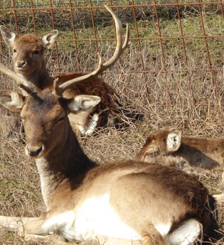 Angelbach-Tierpark in Rauenberg | © Landratsamt Rhein-Neckar-Kreis