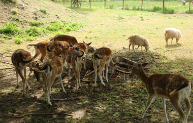 Angelbach-Tierpark in Rauenberg | © Landratsamt Rhein-Neckar-Kreis