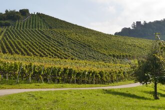 Augenberg | © Gemeinde Sternenfels