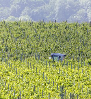 Weinberge in Talheim | © Arnulf Hettrich/Fnoxx | Gemeinde Talheim