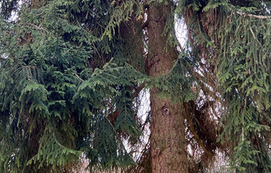 Baumpfad Neckarbischofsheim | © Dr. Köthe