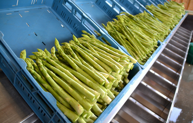 Beerenhof Grötzinger | Grünspargel frisch geerntet | © Neckar-Zaber-Tourismus e.V.