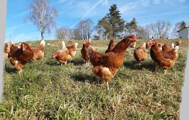 Biohof Dissinger | © Liebliches Taubertal