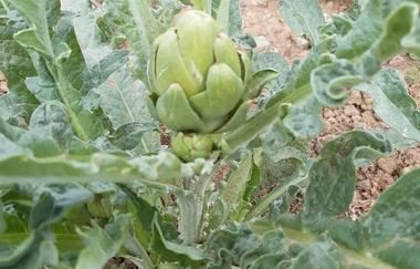 Biohof Dissinger | © Liebliches Taubertal