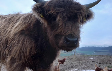Biohof Dissinger | © Liebliches Taubertal