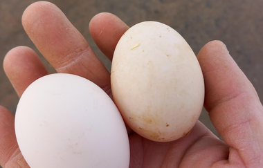 Biohof Dissinger | © Liebliches Taubertal