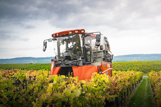 Traubenernte | Biolandhof Stengel | Brackenheim | © Neckar-Zaber-Tourismus e.V.