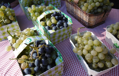 Trauben | Biolandhof Stengel | Brackenheim | © Neckar-Zaber-Tourismus e.V.