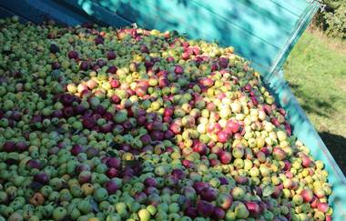 Ernte | Biolandhof Stengel | Brackenheim | © Neckar-Zaber-Tourismus e.V.