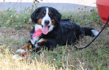 Hund bei Ernte | Biolandhof Stengel | Brackenheim | © Neckar-Zaber-Tourismus e.V.