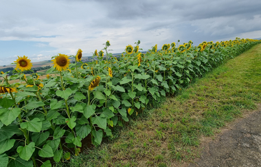 Sonnenblumenfeld | Birgit Herzog | Weinerlebnisführerin | HeilbronnerLand | © Birgit Herzog