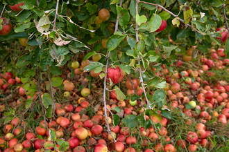 Brennerei Nuber Kraichtal-Gochsheim