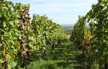 Weinberg im Zabergäu zur Sommerzeit | © Weingut Matthias Blatt