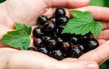 Zwei Hände, die einige schwarze Johannisbeeren und zwei grüne Blätter halten | © Cassismanufaktur Danner GmbH & Co. KG