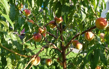 Claus Rank Spezialitaeten-Brennerei | Erlenbach | Weinsberger Tal | Obstbrände und Liköre | © Tourismus im Weinsberger Tal e.V.