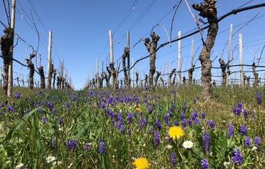 Weinerlebnisführungen in Brackenheim | Dorothee Hönnige | Frühling in den Weinbergen | © Neckar-Zaber-Tourismus e.V.