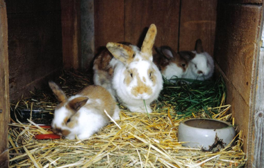 Ferienhof Waldmann | © Unbekannt