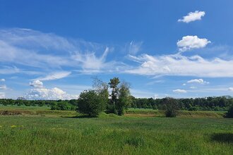 Flächennaturdenkmal Sandgrube am Todtschlag | © BTMV Bruchsal