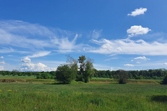 Flächennaturdenkmal Sandgrube am Todtschlag | © BTMV Bruchsal