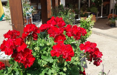 Gemüsebau Gisela Rapp | © BTMV Bruchsal