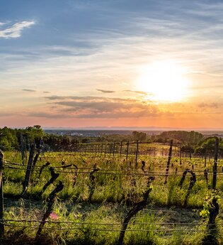 Goldberg - die aussichtsreiche Weinlage in Bad Schönborn