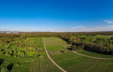 Goldberg - die aussichtsreiche Weinlage in Bad Schönborn