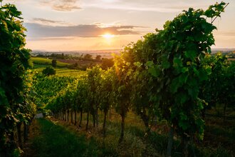 Sonnenuntergang bei Michelbach Öhringen | © Hohenloher Perlen